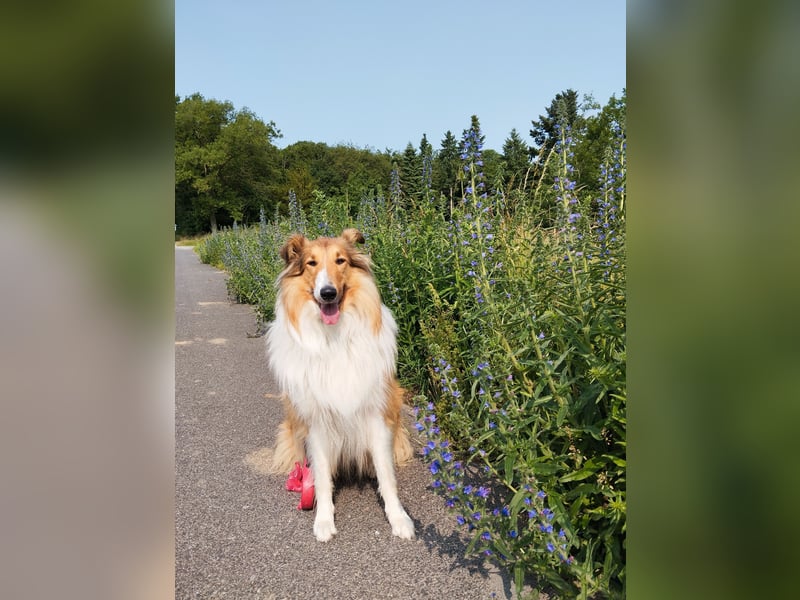 Deckrüde für amerikanischen Collie