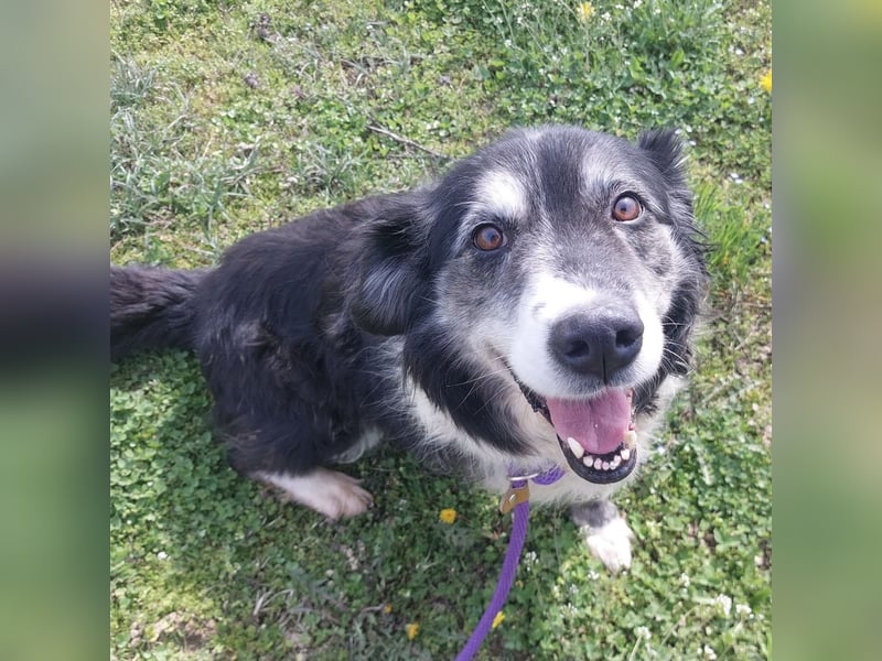 Die allerliebste Grace sucht ein Zuhause