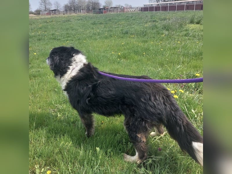 Die allerliebste Grace sucht ein Zuhause