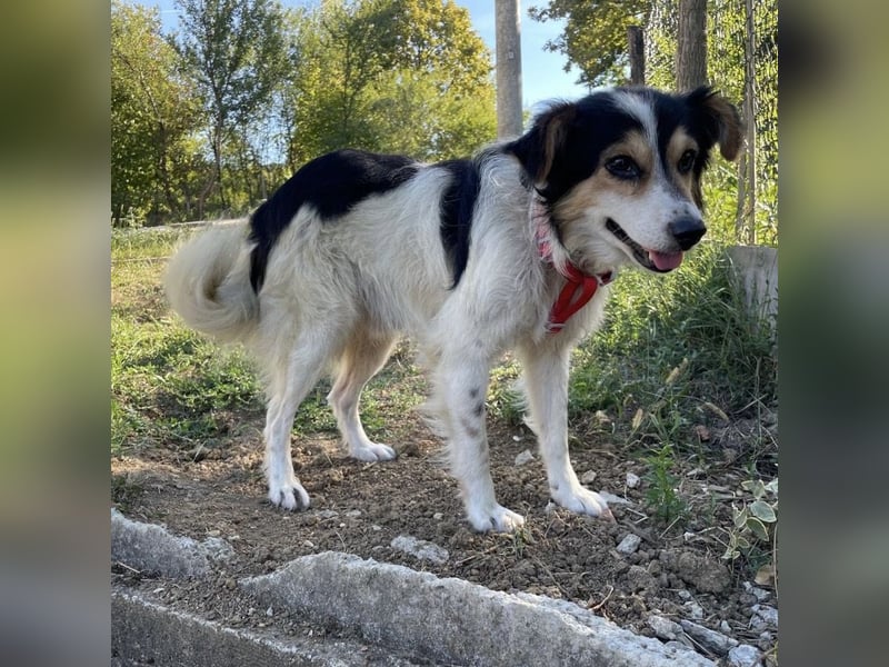Tobby ein kleiner flauschiger Schatz