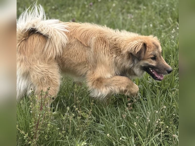 Loki ein sehr hübscher Rüde