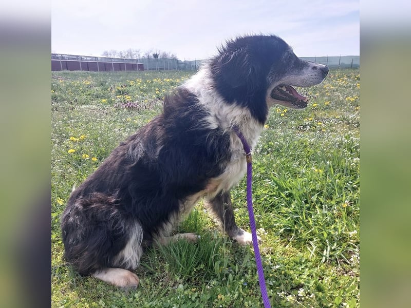 Die allerliebste Grace sucht ein Zuhause