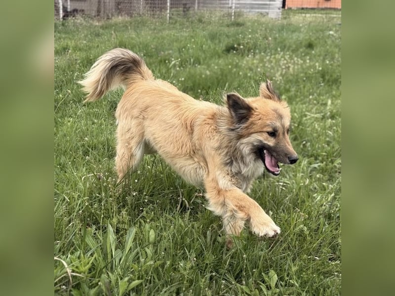 Loki ein sehr hübscher Rüde