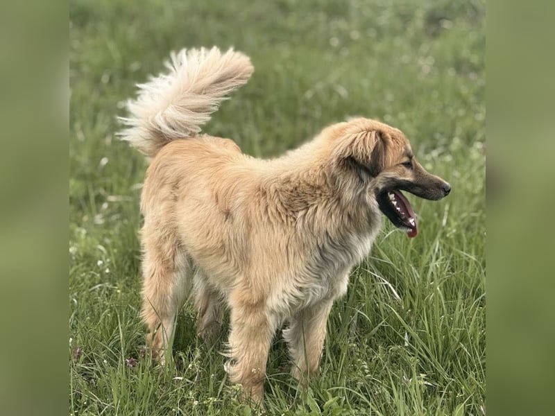 Loki ein sehr hübscher Rüde