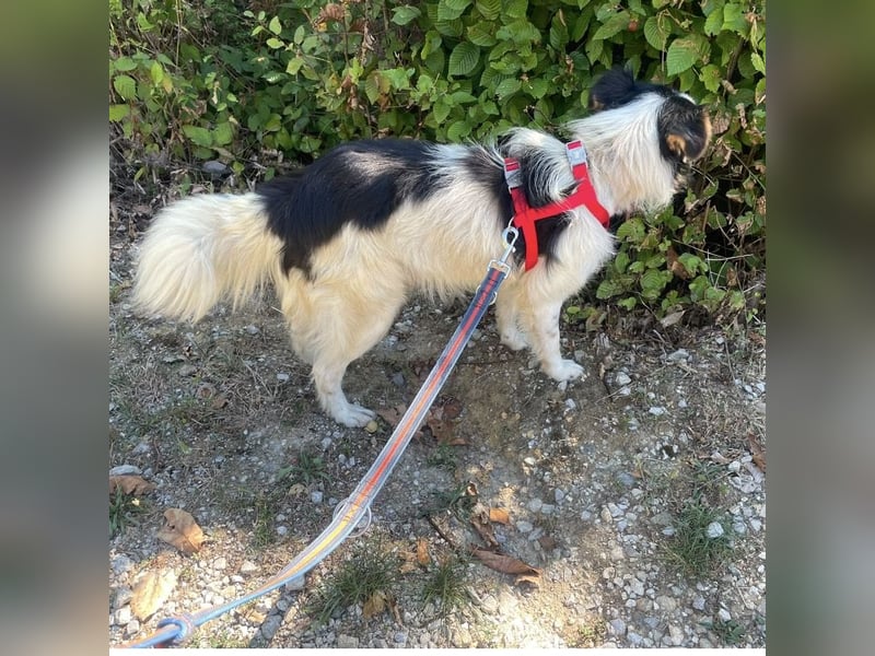 Tobby ein kleiner flauschiger Schatz