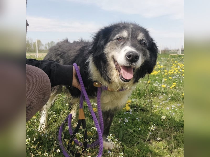 Die allerliebste Grace sucht ein Zuhause