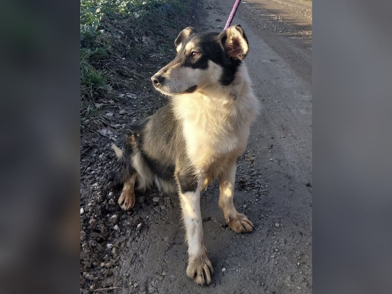 Belinda eine gutmütige sanfte Seele