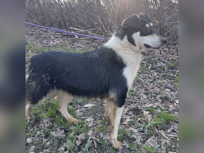 Belinda eine gutmütige sanfte Seele