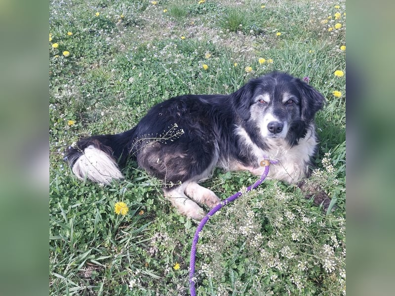 Die allerliebste Grace sucht ein Zuhause