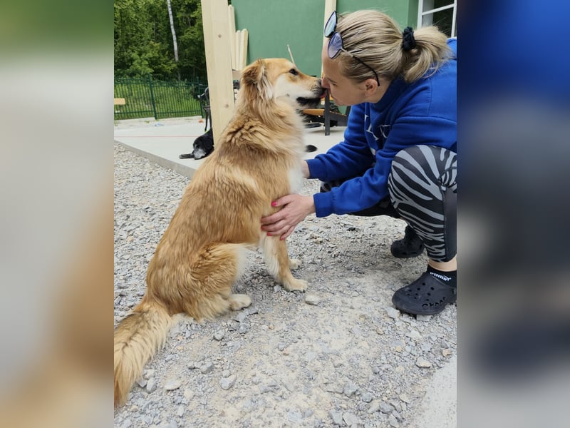 Jule eine absolute Traumhündin