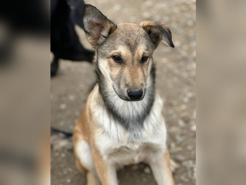 Pollux ein vitaler lustiger Engel