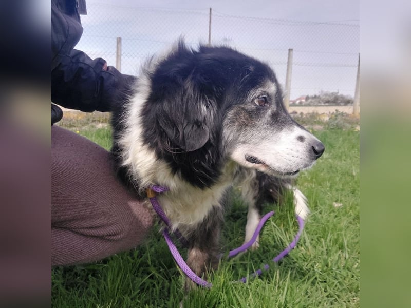 Die allerliebste Grace sucht ein Zuhause