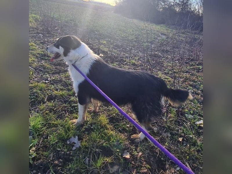 Belinda eine gutmütige sanfte Seele