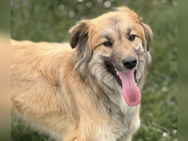 Loki ein sehr hübscher Rüde