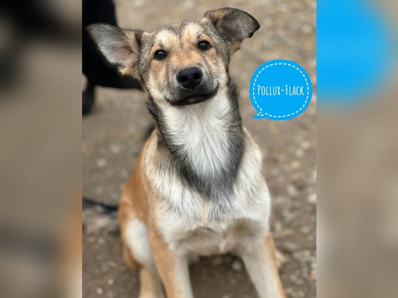 Pollux ein vitaler lustiger Engel