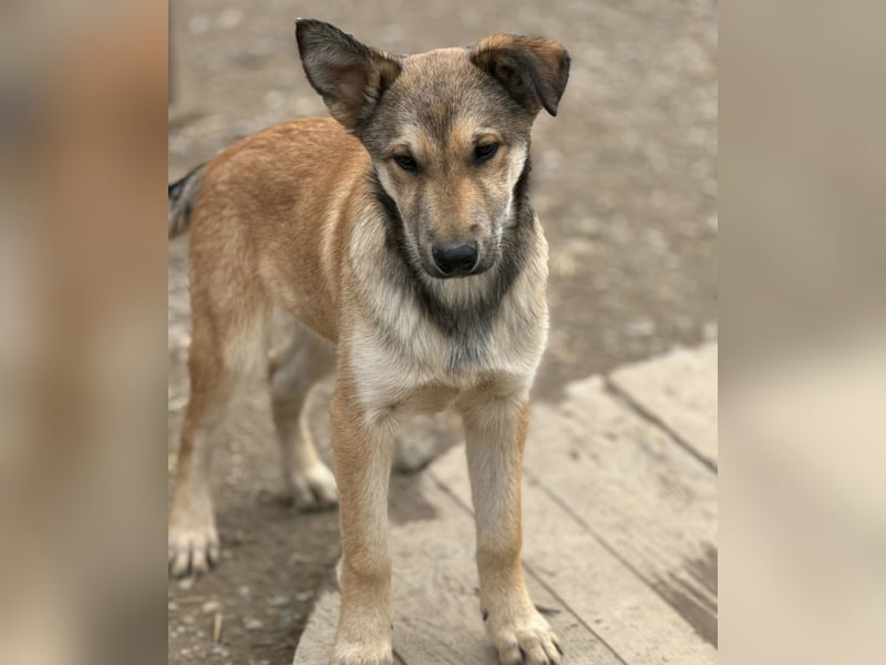Pollux ein vitaler lustiger Engel
