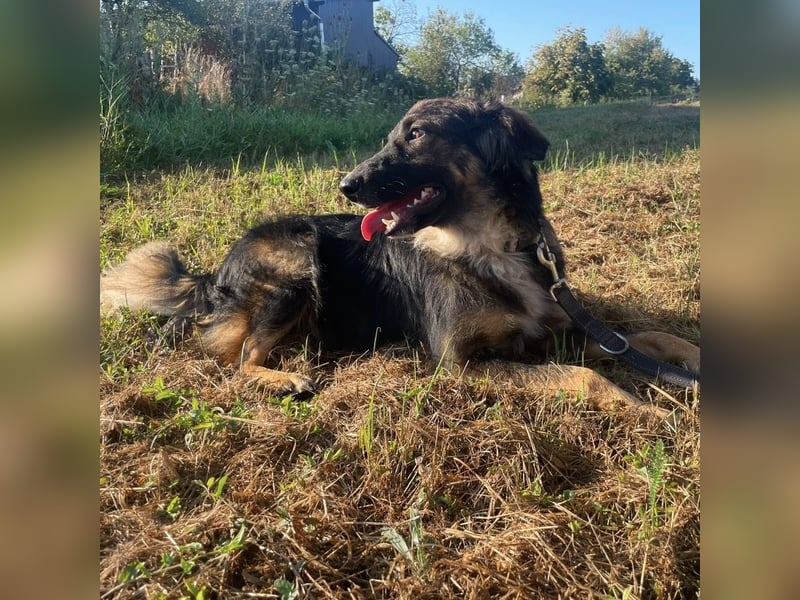 Bowie ein unglaublich toller Hund