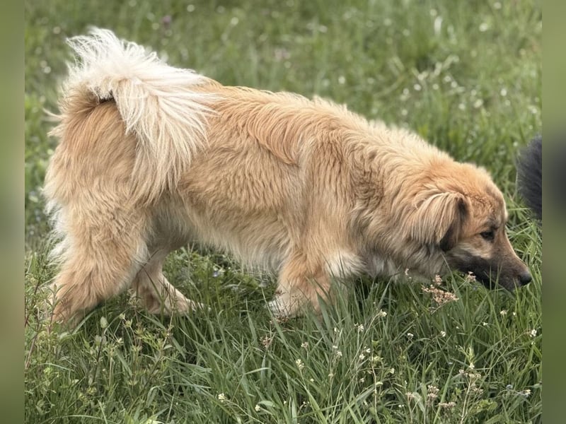 Loki ein sehr hübscher Rüde