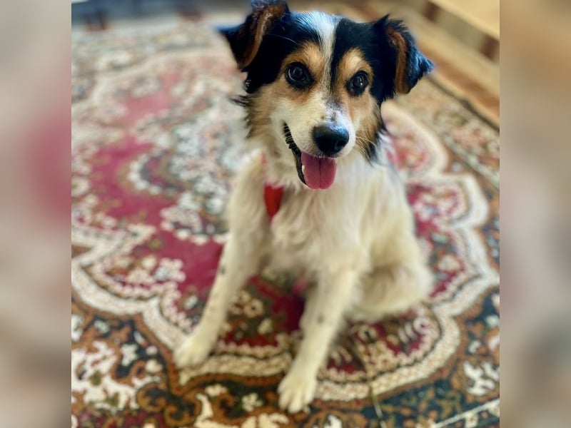 Tobby ein kleiner flauschiger Schatz