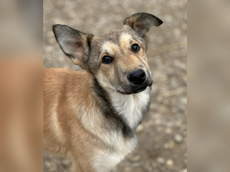 Pollux ein vitaler lustiger Engel