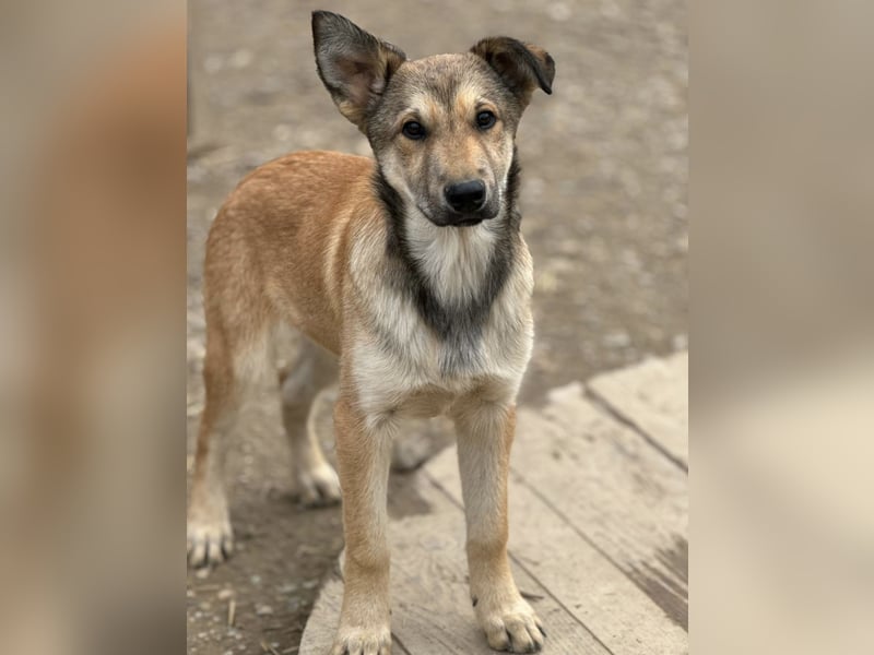 Pollux ein vitaler lustiger Engel