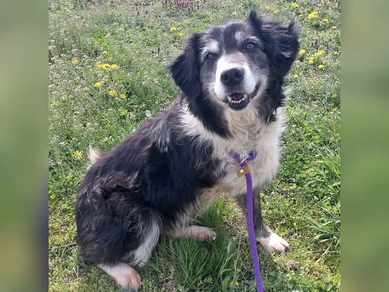 Die allerliebste Grace sucht ein Zuhause