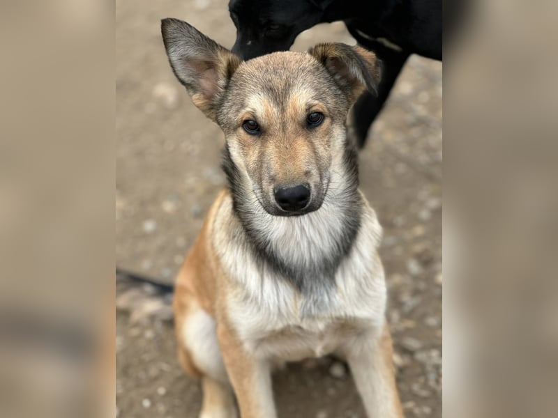 Pollux ein vitaler lustiger Engel