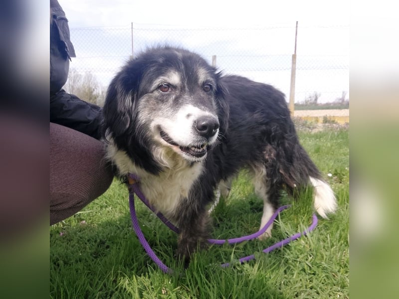 Die allerliebste Grace sucht ein Zuhause