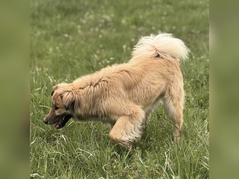 Loki ein sehr hübscher Rüde