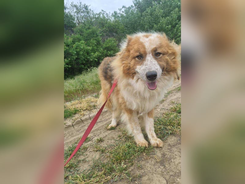 Wunderschöner „Hope“ Collie Mix ca. 6 Jahre auf der Suche nach dem Glück
