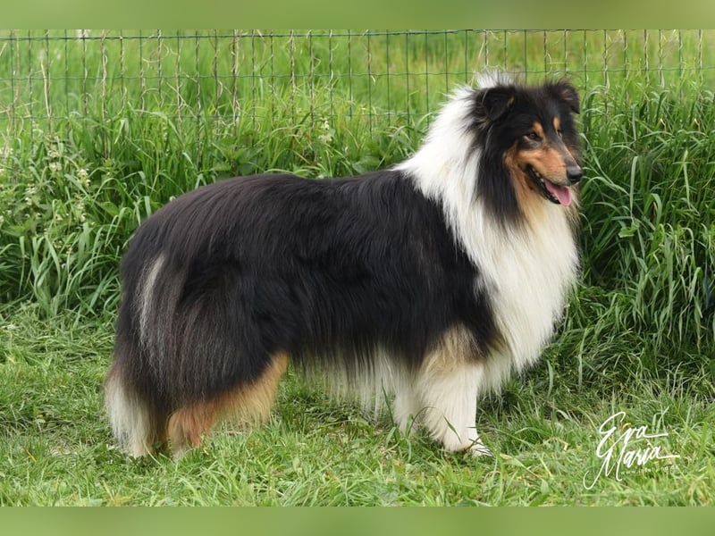 Langhaar Collie Deckrüden