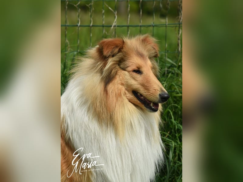 Langhaar Collie Deckrüden