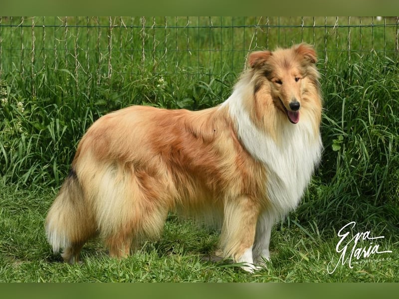 Langhaar Collie Deckrüden