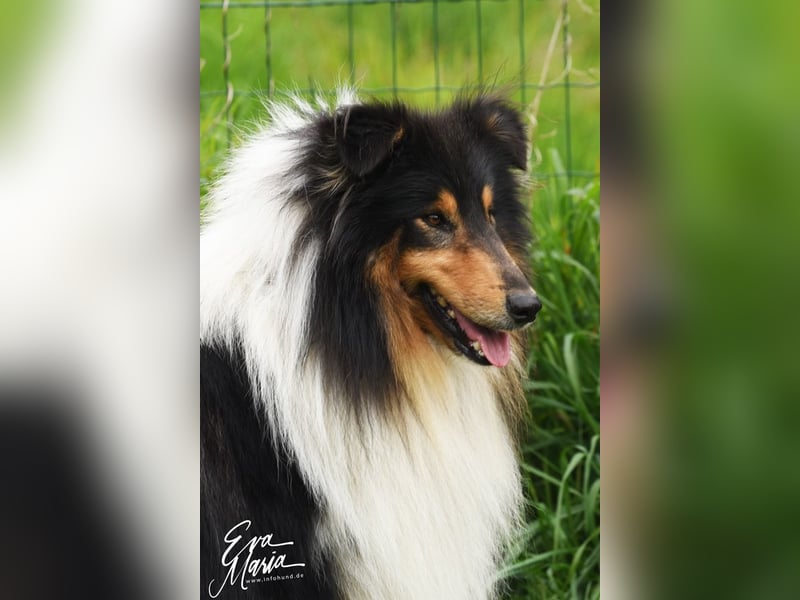 Langhaar Collie Deckrüden
