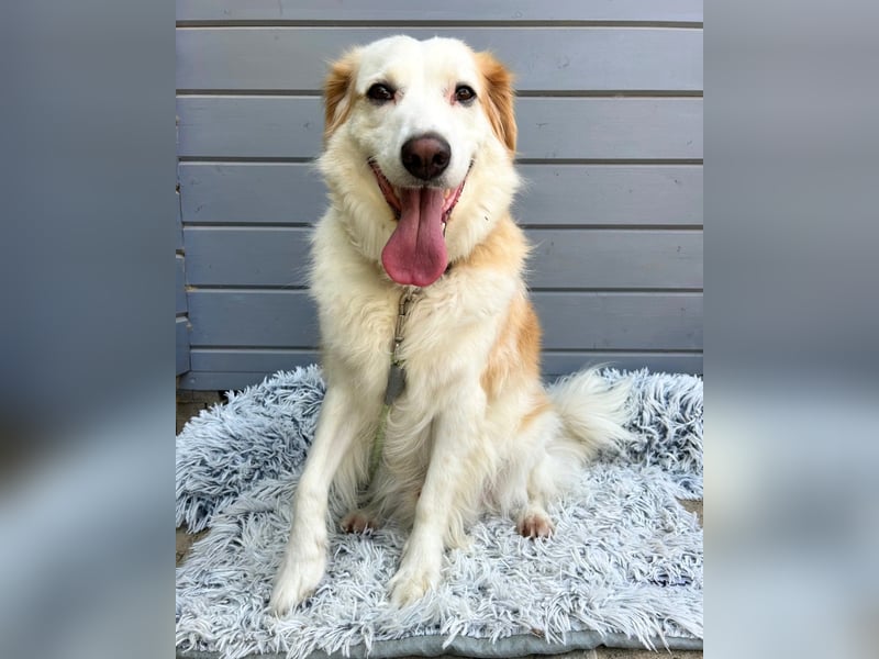 Brie: Ein liebevoller Collie-Mix