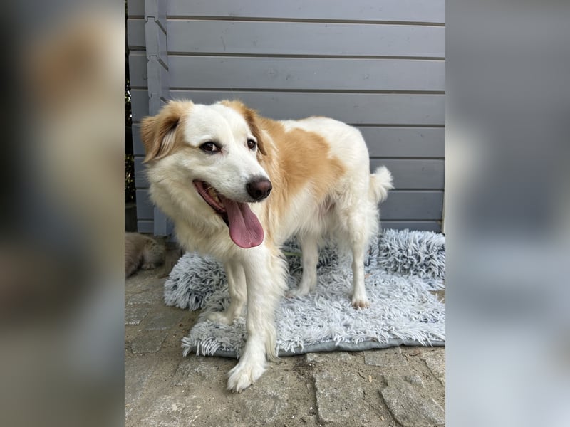 Brie: Ein liebevoller Collie-Mix