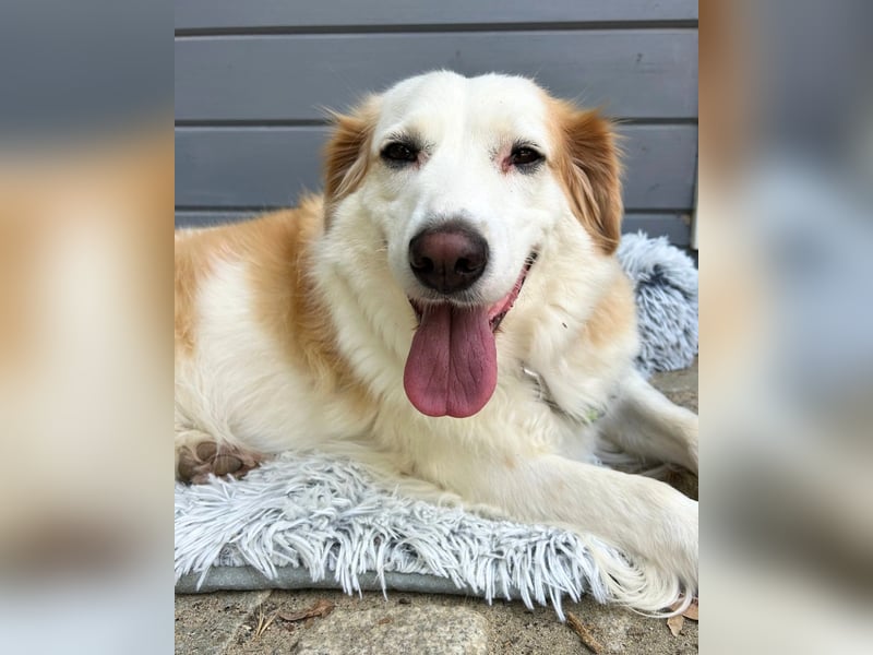 Brie: Ein liebevoller Collie-Mix