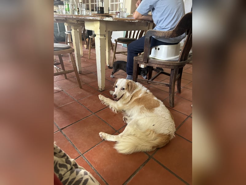 Brie: Ein liebevoller Collie-Mix