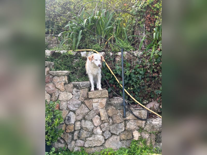 Brie: Ein liebevoller Collie-Mix