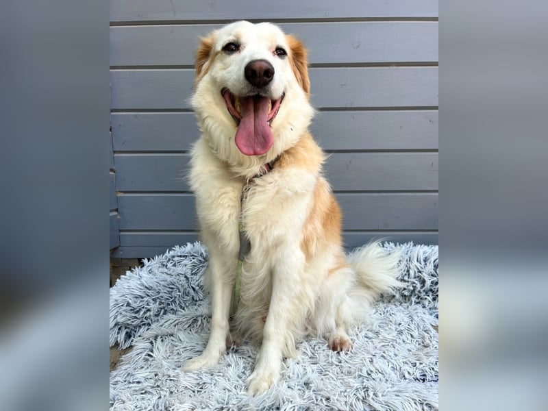 Brie: Ein liebevoller Collie-Mix