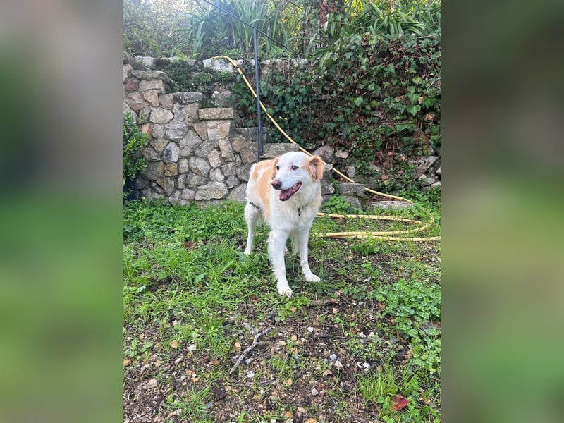 Brie: Ein liebevoller Collie-Mix