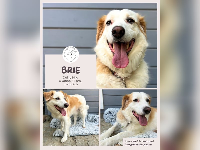 Brie: Ein liebevoller Collie-Mix