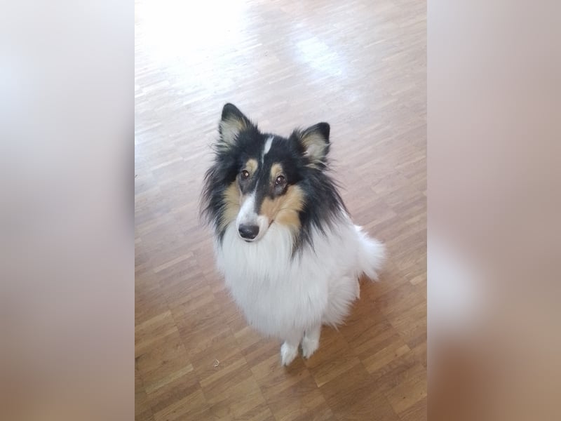 Traumhund! - sehr lieber, sensibler Collie-Deckrüde (Familienhund)