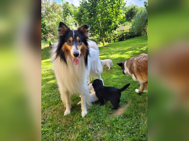 Traumhund! - sehr lieber, sensibler Collie-Deckrüde (Familienhund)