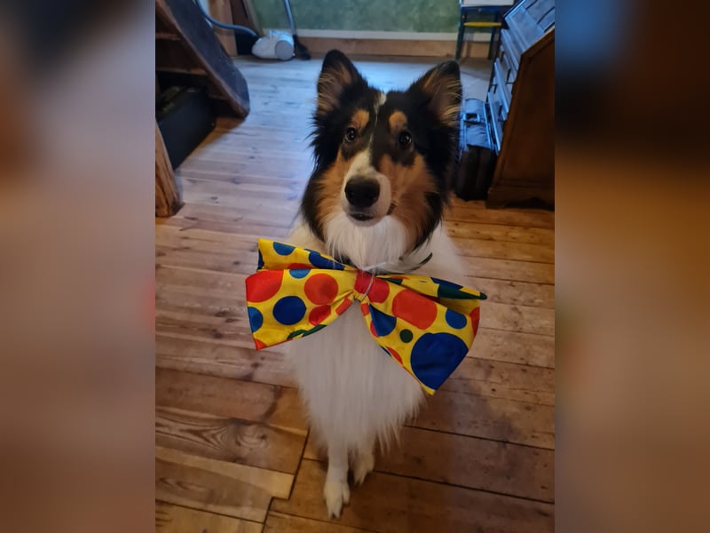 Traumhund! - sehr lieber, sensibler Collie-Deckrüde (Familienhund)