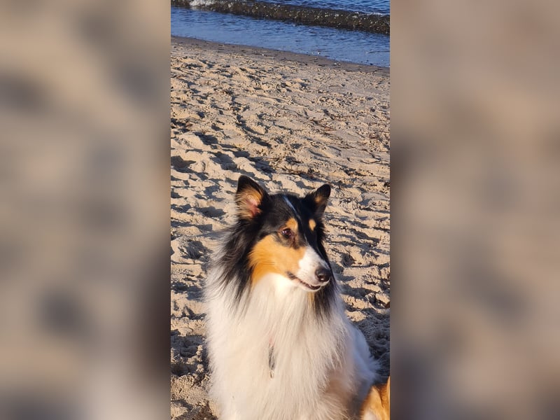 Traumhund! - sehr lieber, sensibler Collie-Deckrüde (Familienhund)