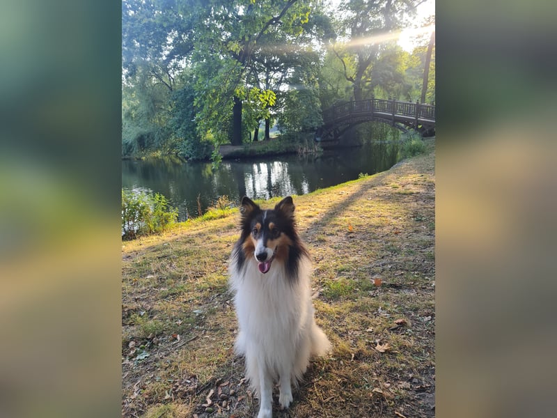 Traumhund! - sehr lieber, sensibler Collie-Deckrüde (Familienhund)