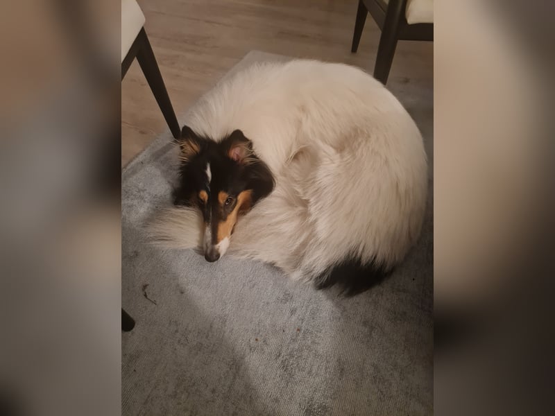 Traumhund! - sehr lieber, sensibler Collie-Deckrüde (Familienhund)
