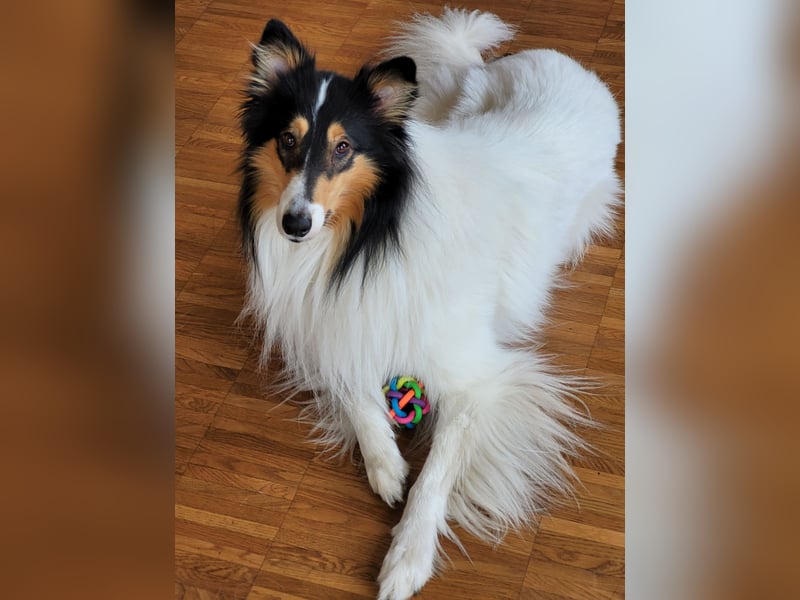 Traumhund! - sehr lieber, sensibler Collie-Deckrüde (Familienhund)