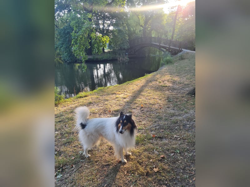 Traumhund! - sehr lieber, sensibler Collie-Deckrüde (Familienhund)